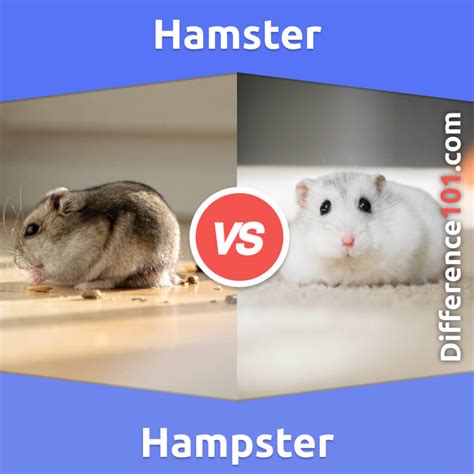 x hampster